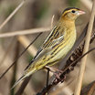 Bobolink